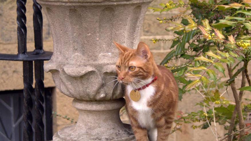 Britain Churchill Kitten-1.jpg